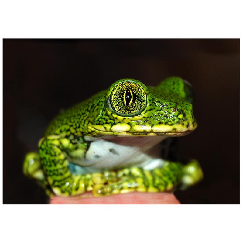 Broasca Leptopelis vermiculatus (Green treefrog tanz) - imagine 4